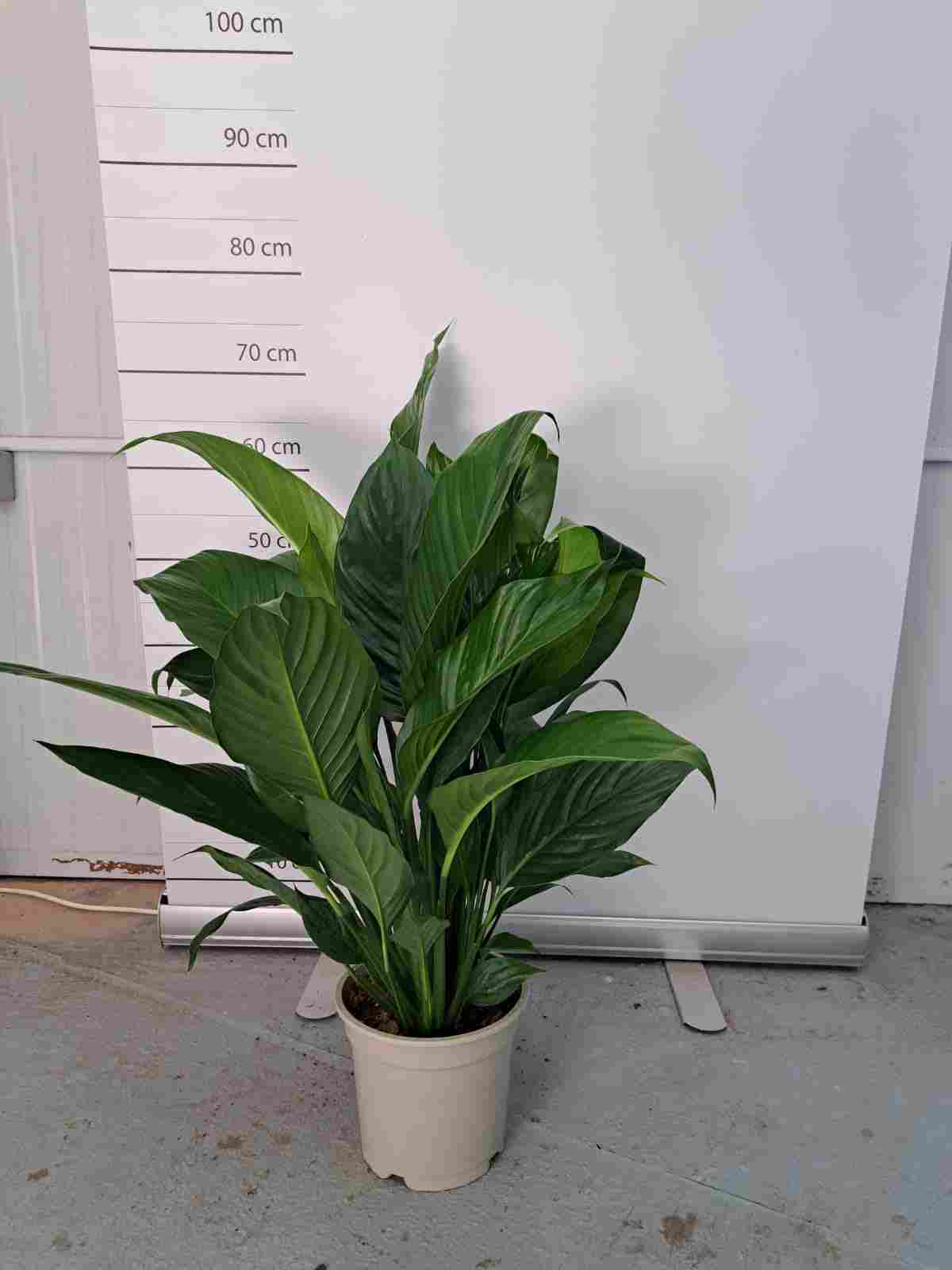 SPATHIPHYLLUM C 17