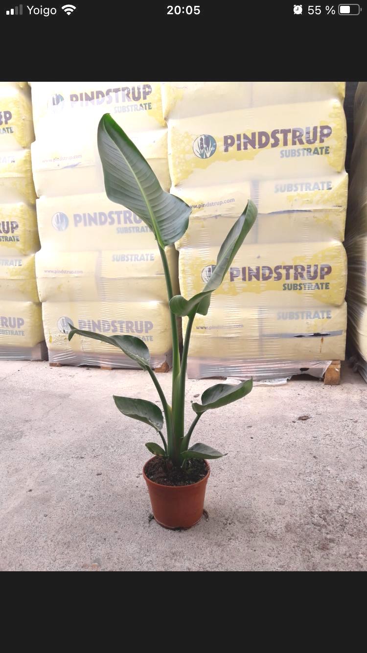 STRELITZIA REGINAE C 20 MANDELA GOLD