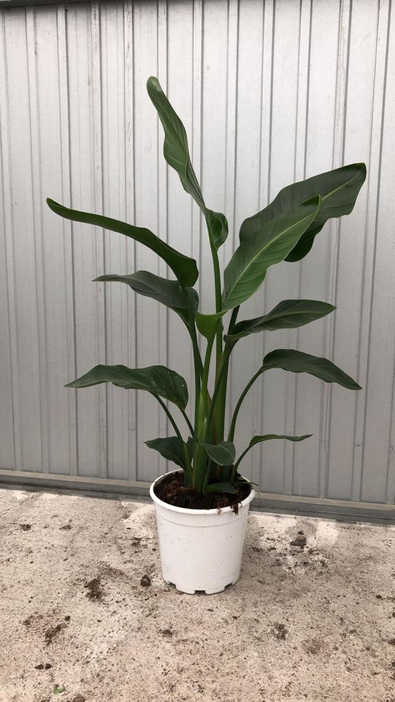 STRELITZIA AUGUSTA C 22 2 PLANTAS 1.40 M