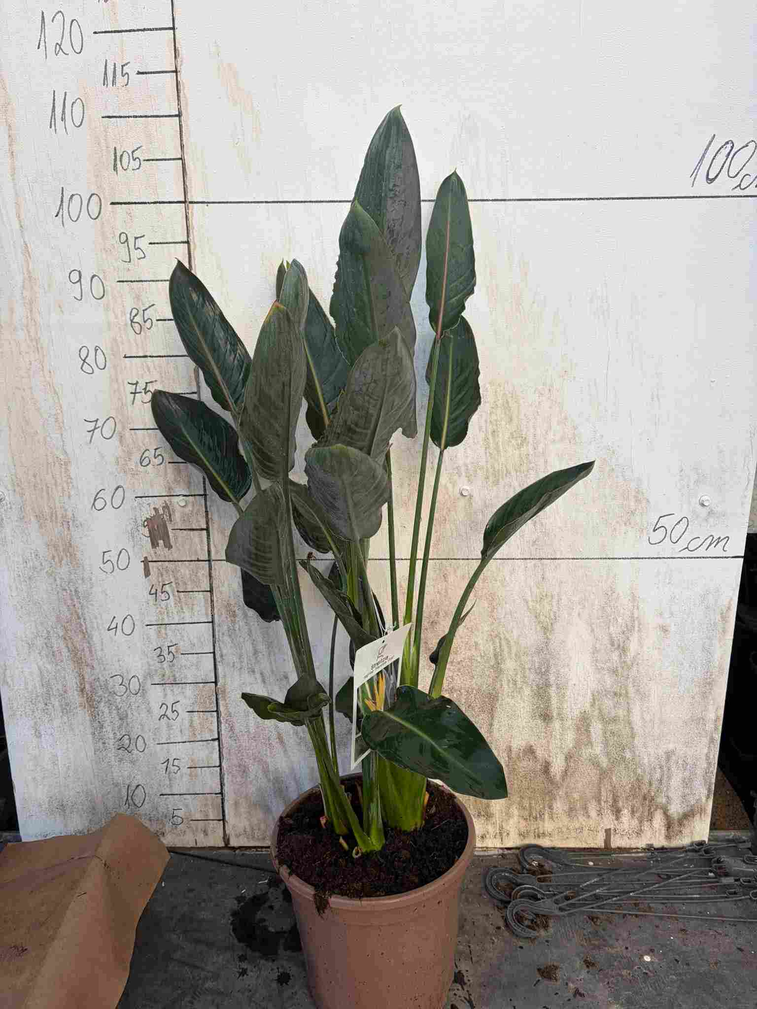 STRELITZIA REGINAE C 27 MANDELA GOLD 3 PLANTAS