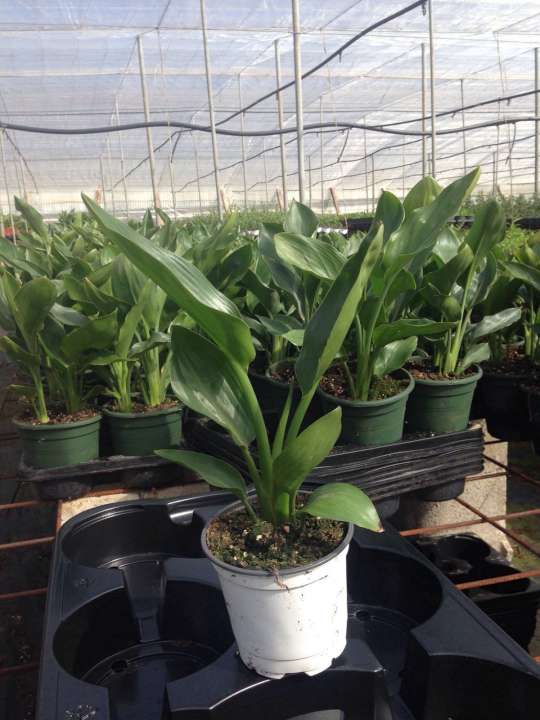 STRELITZIA REGINAE C 12