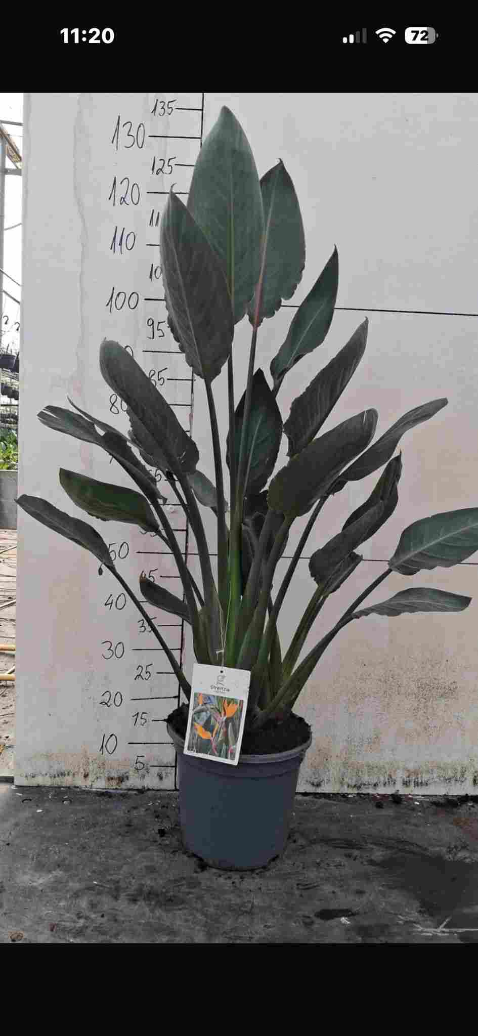 STRELITZIA REGINAE C 27 3 PLANTAS