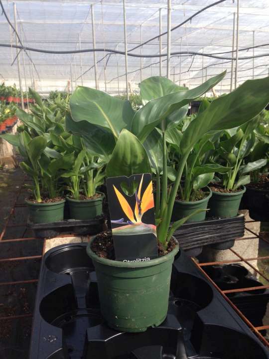 STRELITZIA REGINAE C 14 1 PLANTA