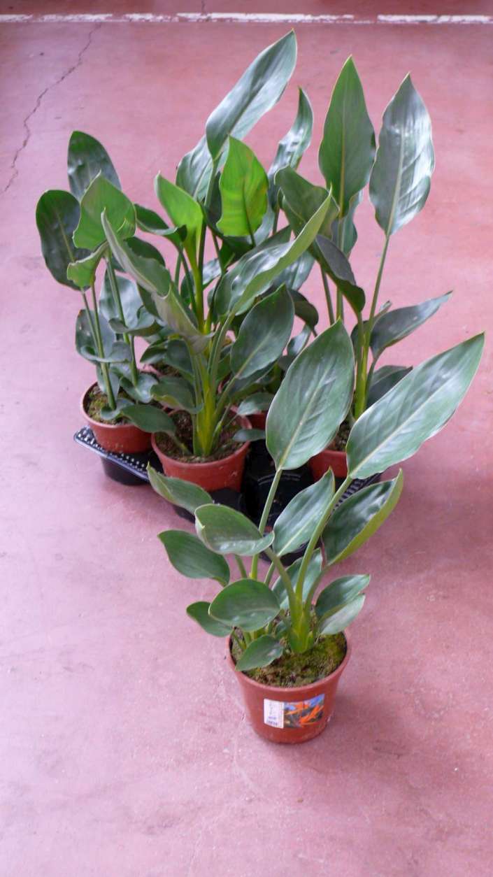 STRELITZIA REGINAE C 14 2 PLANTAS
