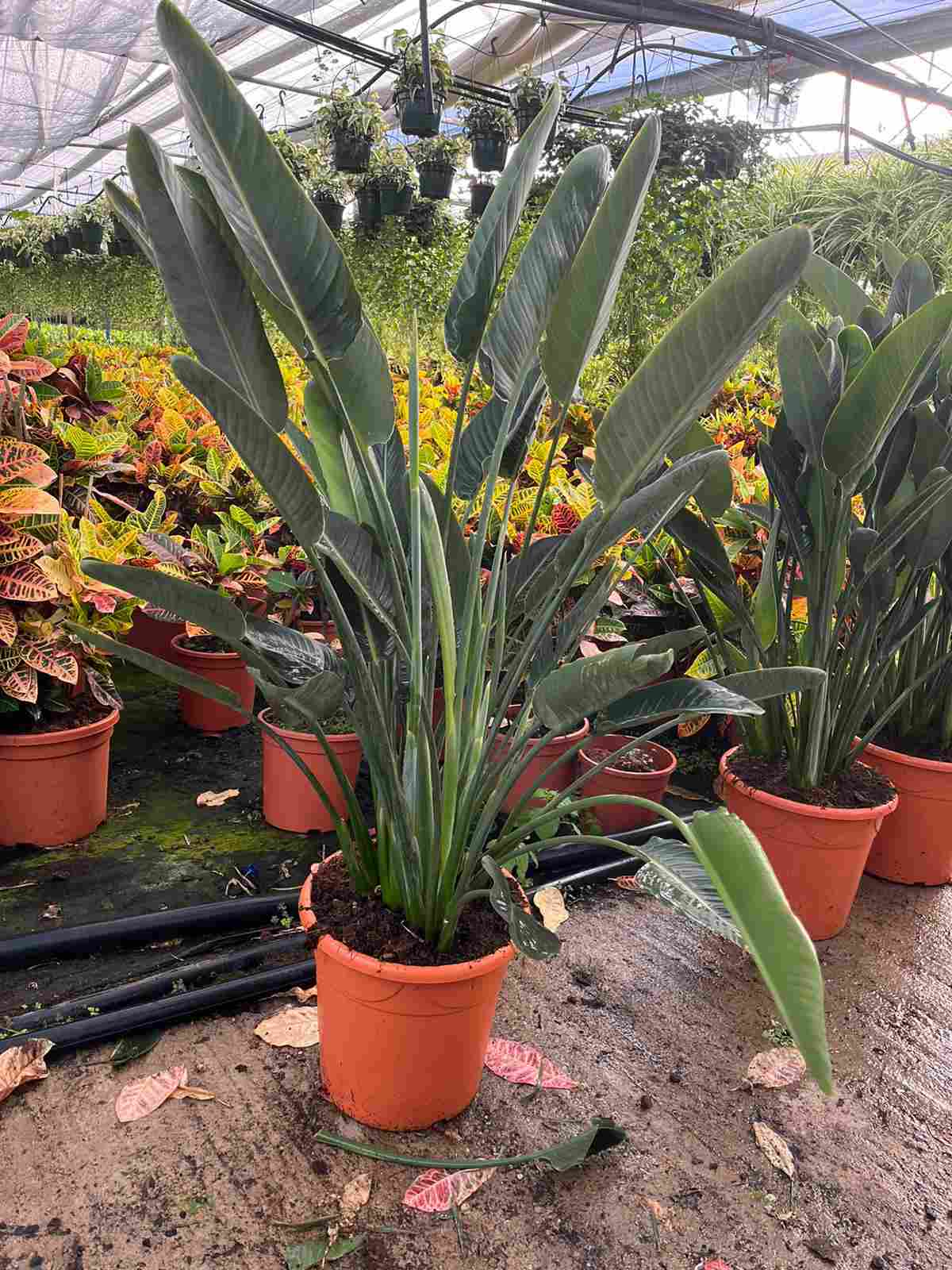 STRELITZIA REGINAE C 45 GRUPO