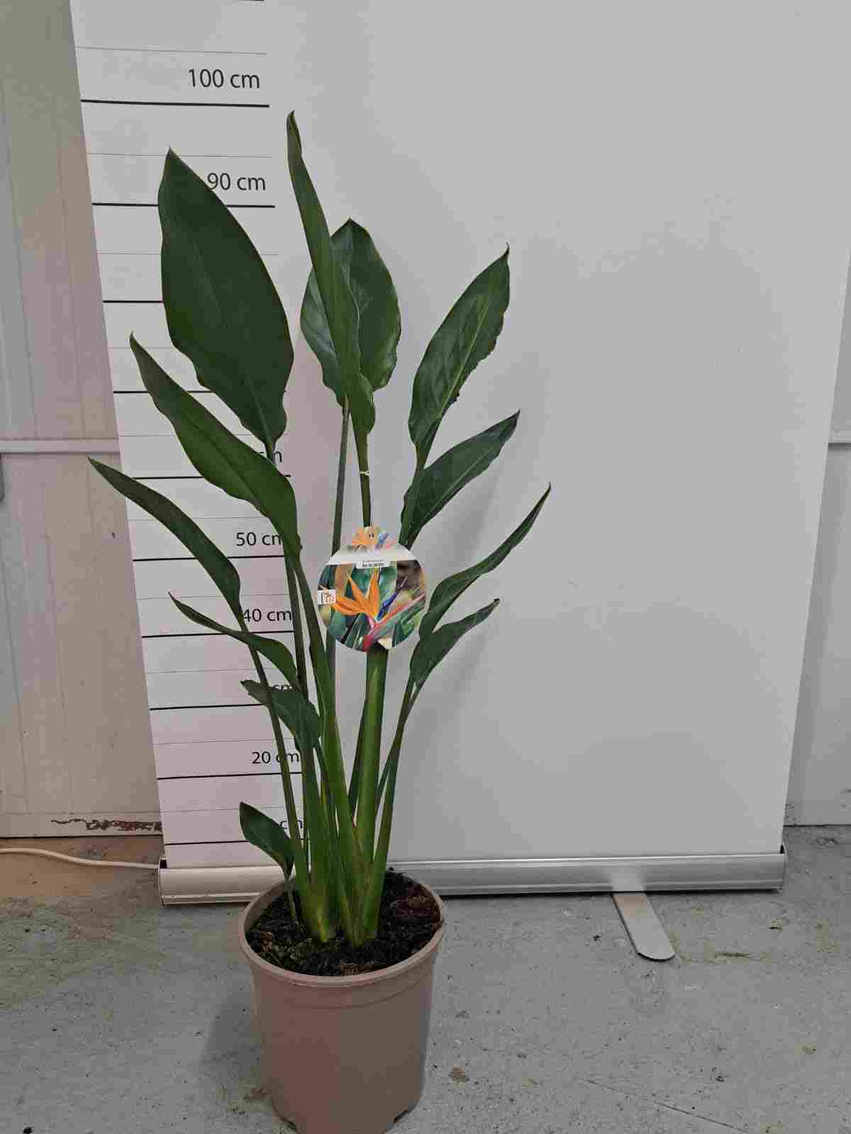 STRELITZIA REGINAE C 20 2 PLANTAS