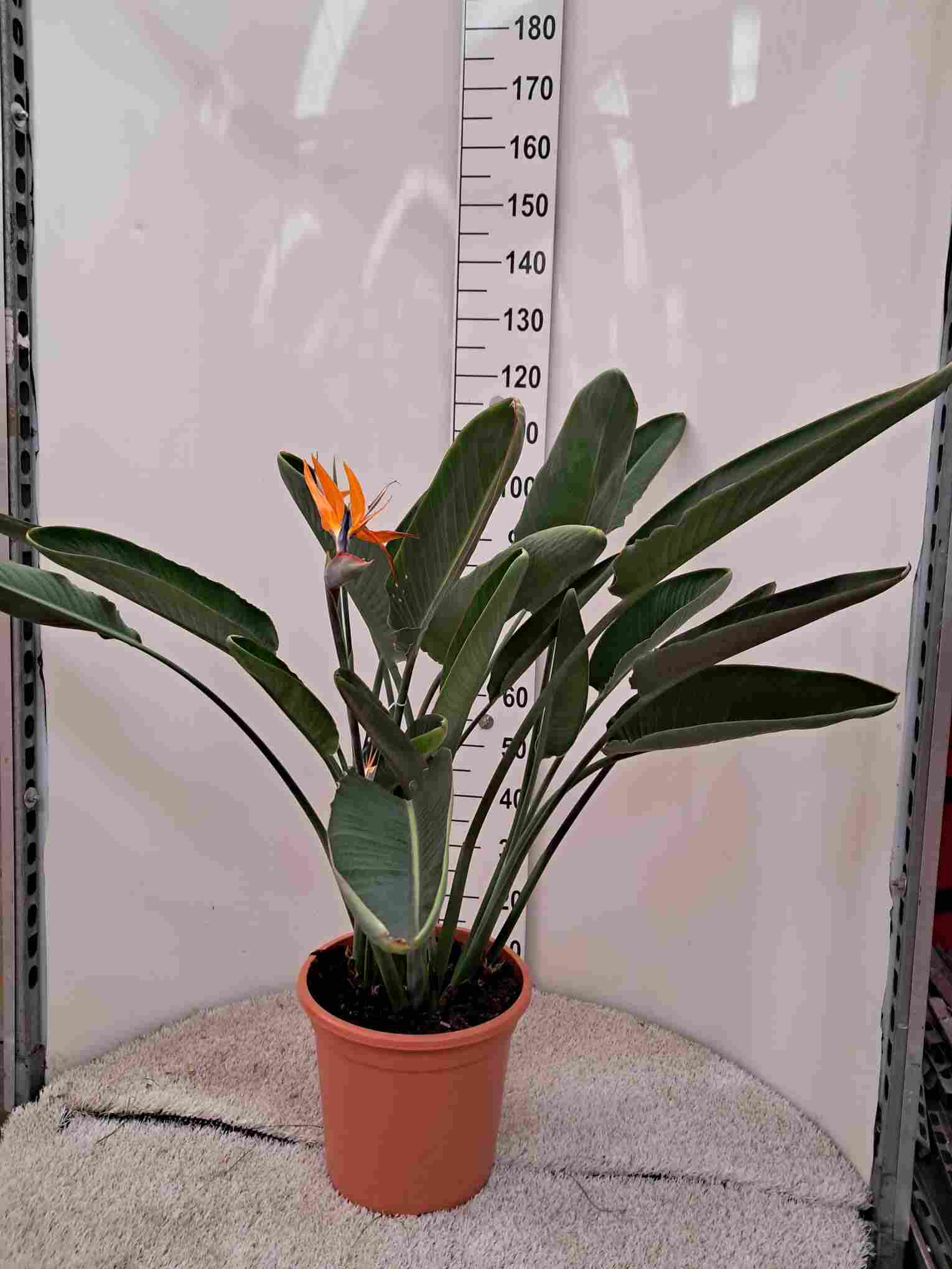 STRELITZIA REGINAE C 32 3 PLANTAS (678)