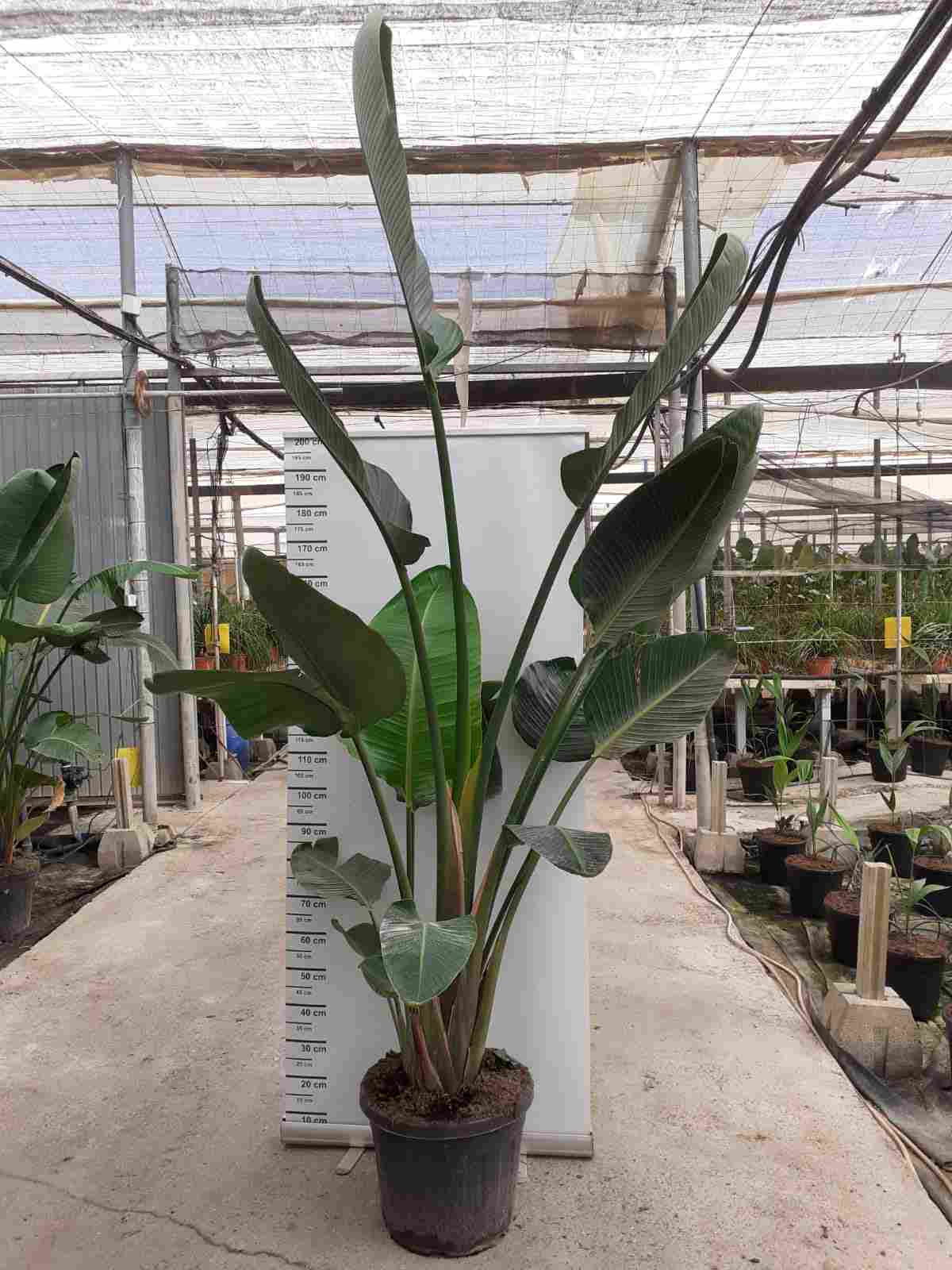 STRELITZIA AUGUSTA C 40 6 PLANTAS 1.70 M - 1.80 M