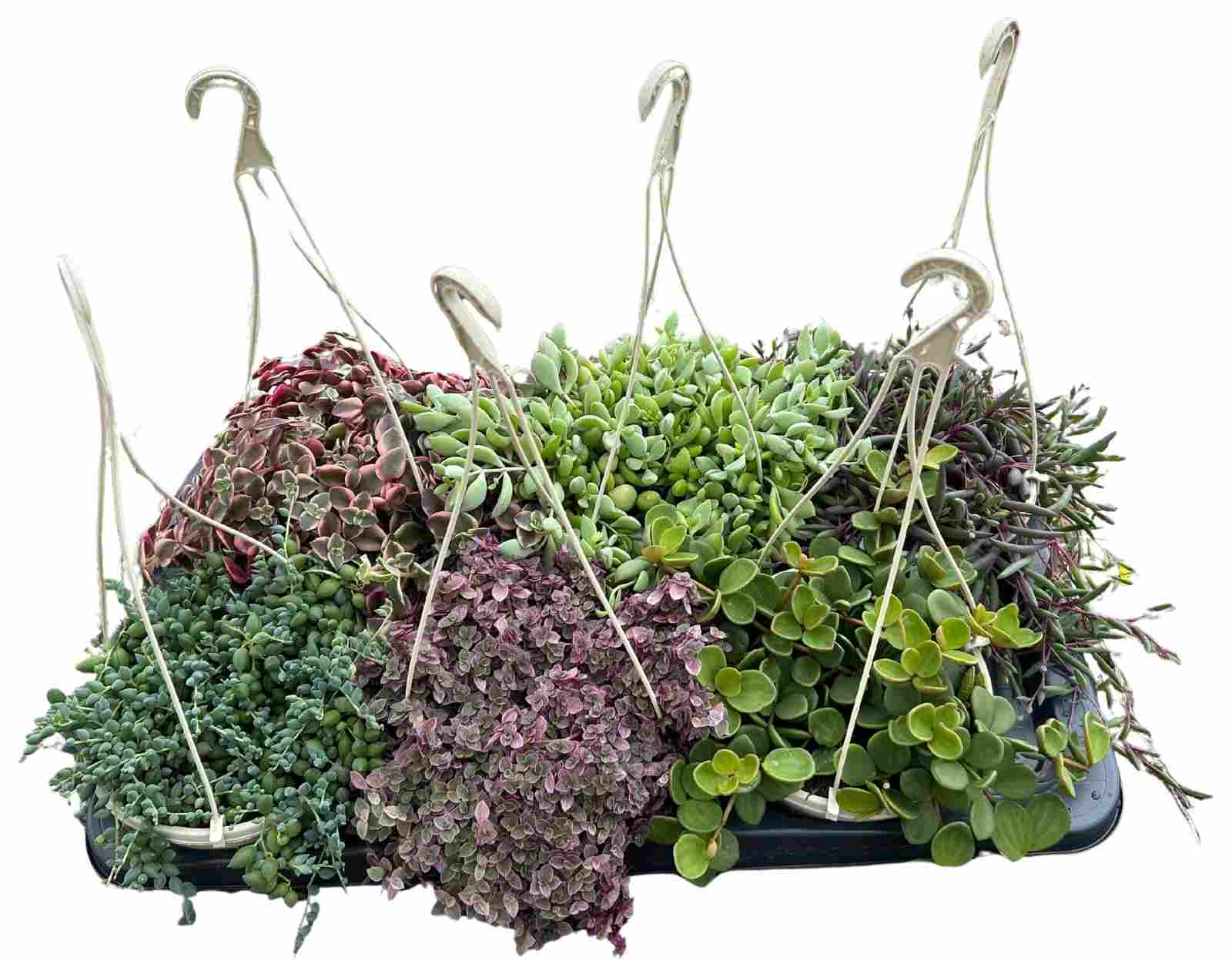 SUCULENTAS MIX C 15 COLGANTES