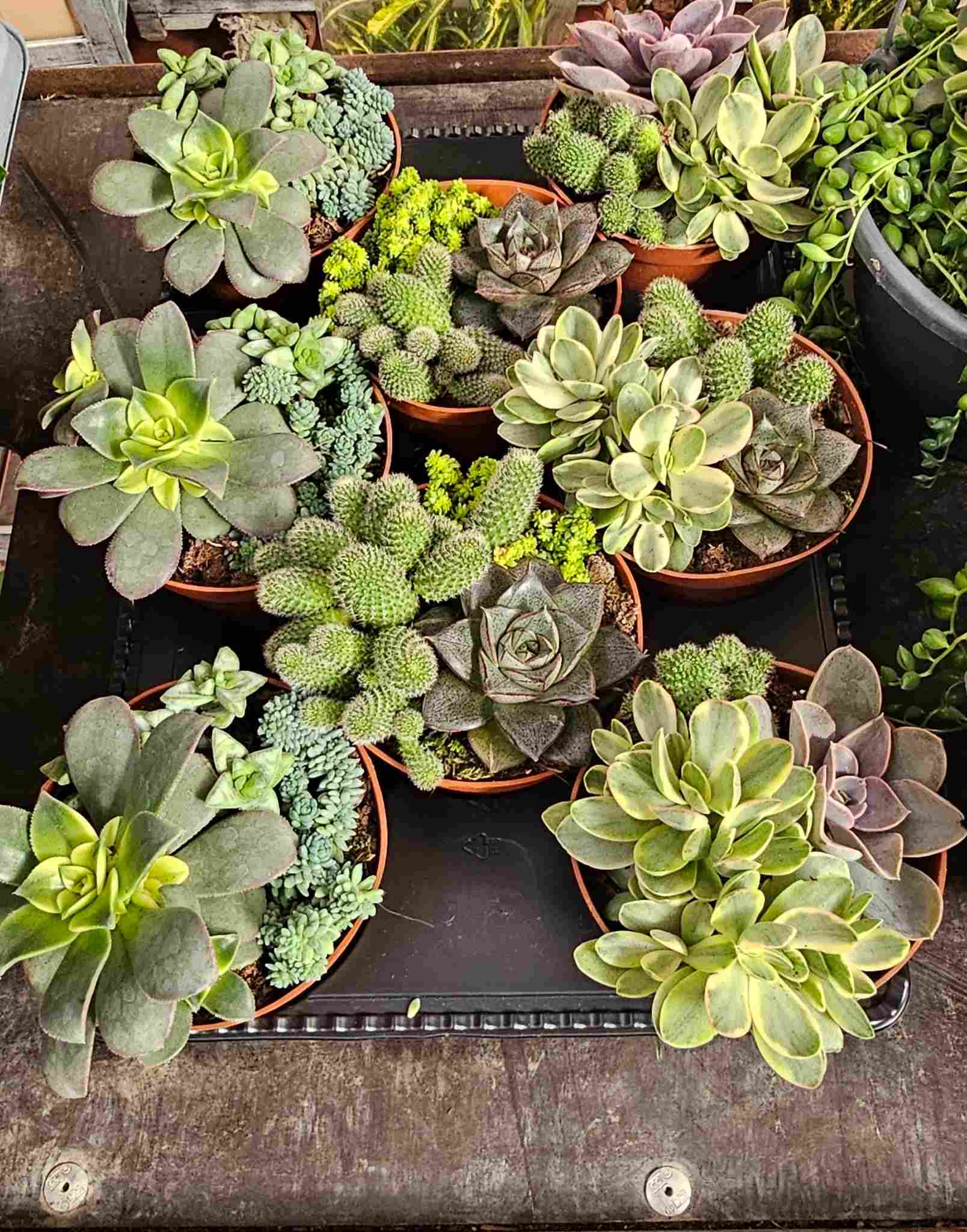 COMPOSICION SUCULENTAS C 12 "P"