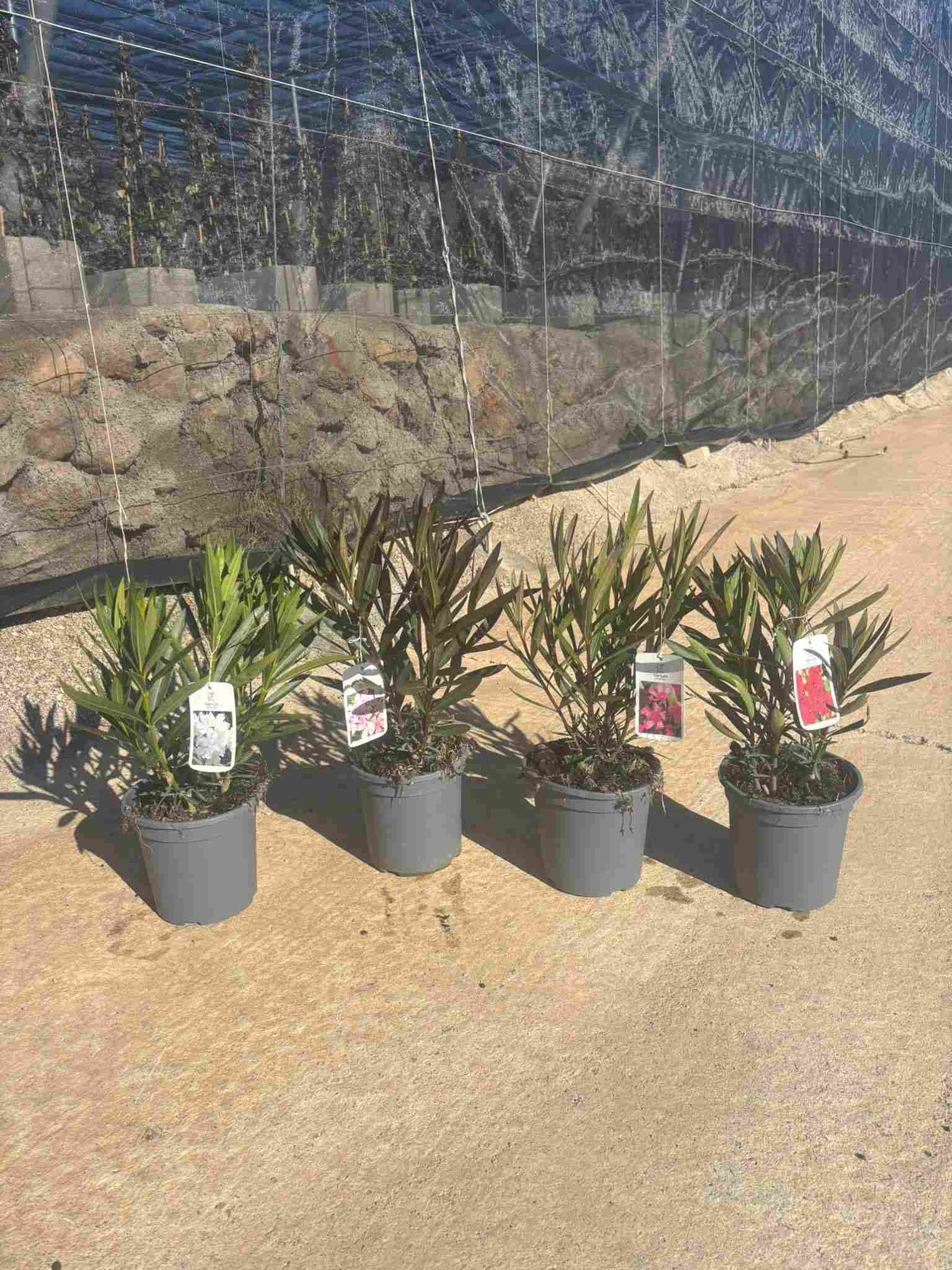 NERIUM OLEANDER C 20 (711)