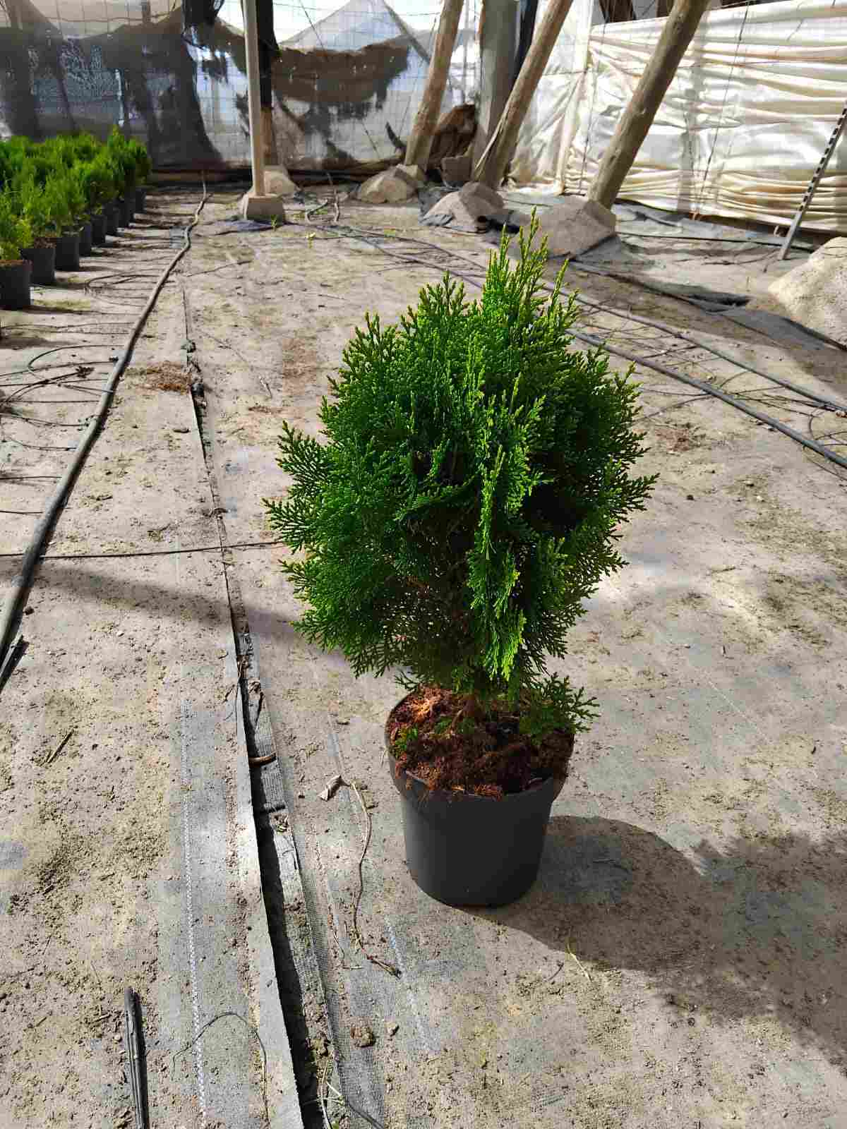 THUJA C 17