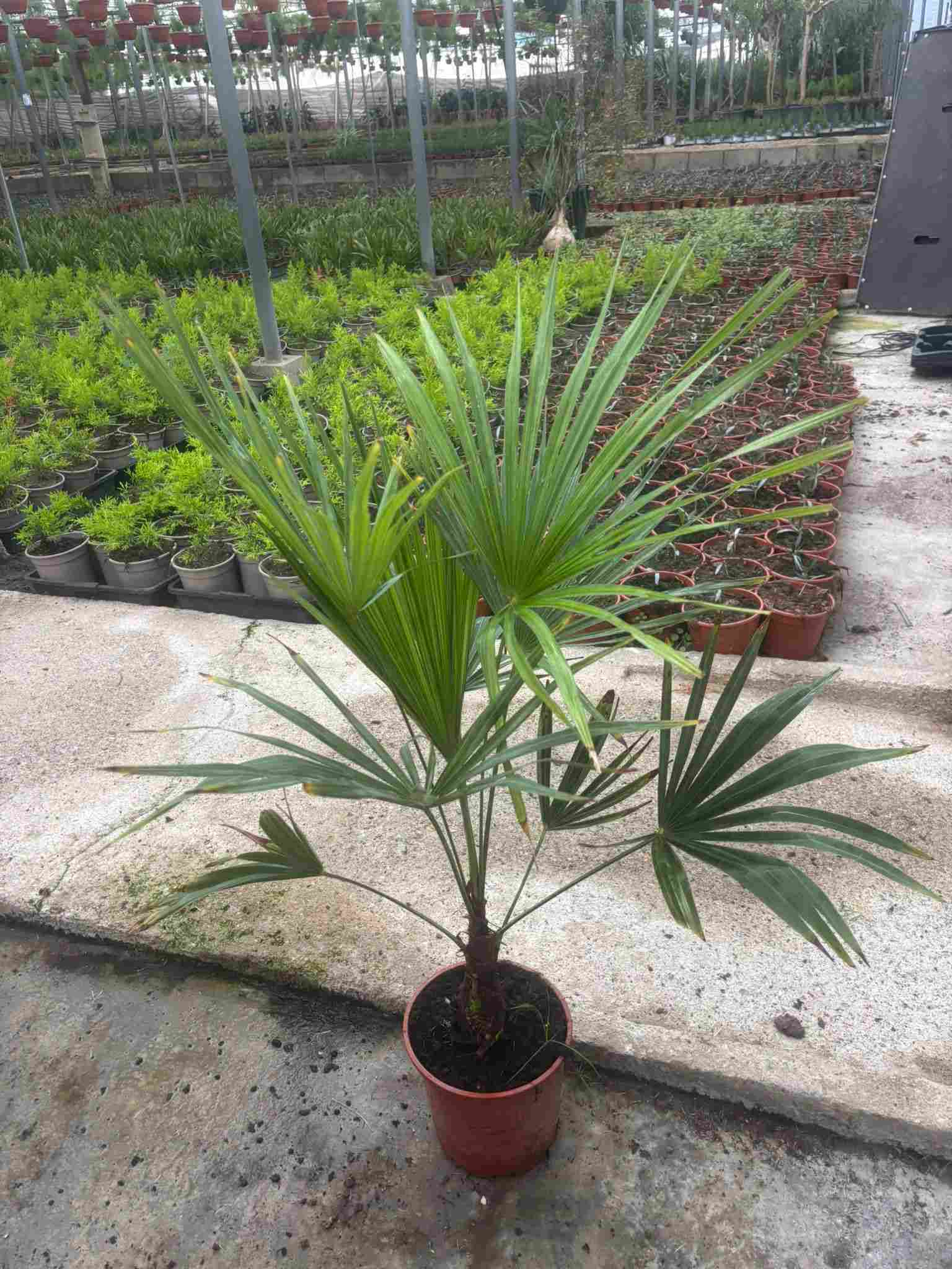 TRACHYCARPUS FORTUNEI C 20
