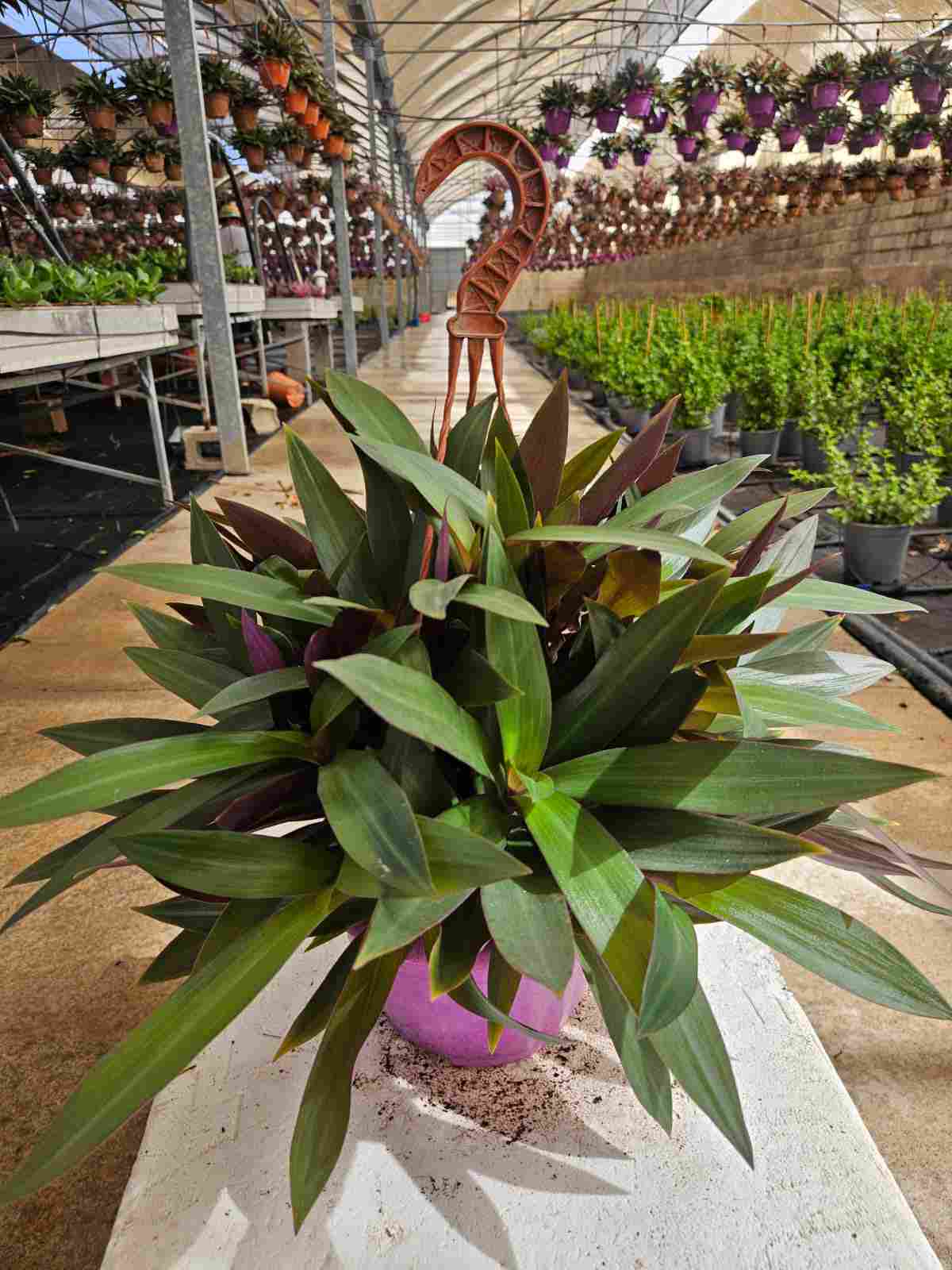 TRADESCANTIA SPATHACEA C 20 - COLGANTE
