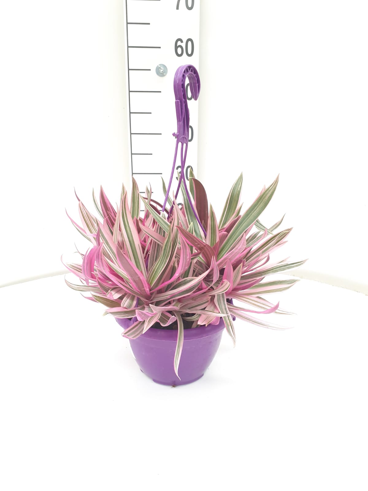 TRADESCANTIA PINK C 20 -COLGANTE
