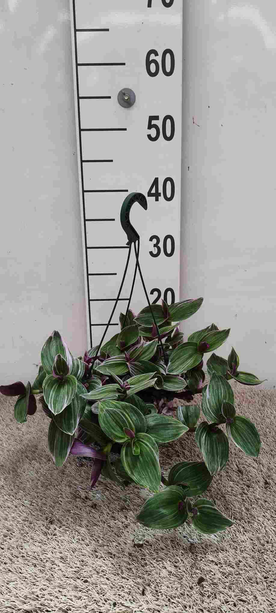 TRADESCANTIA ZEBRINA PINK (TRICOLOR) C 15 COLGANTE
