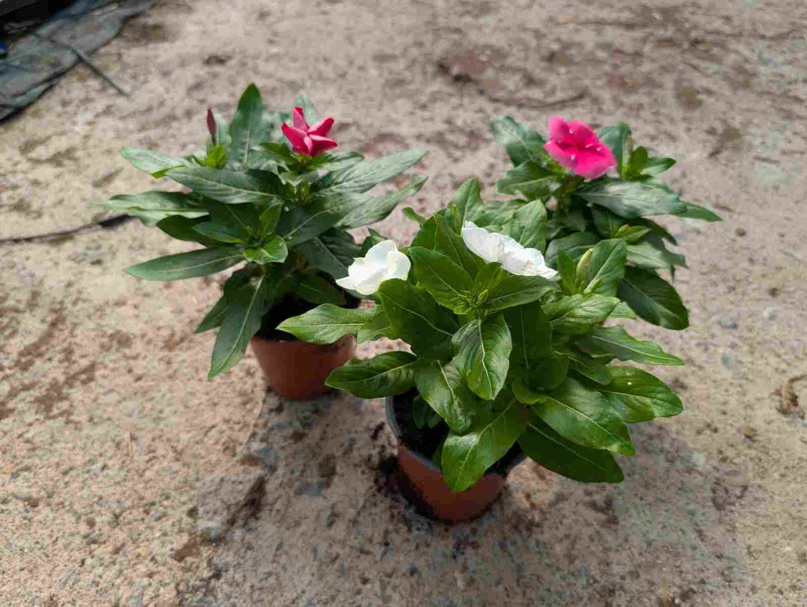 VINCA C 10.5