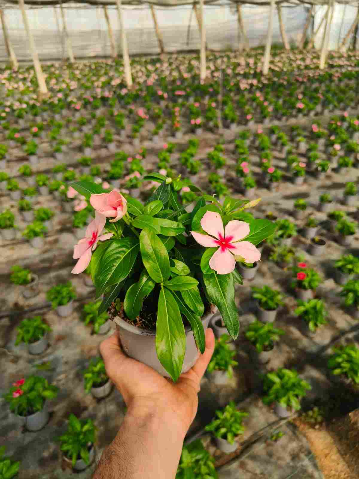VINCA C 13