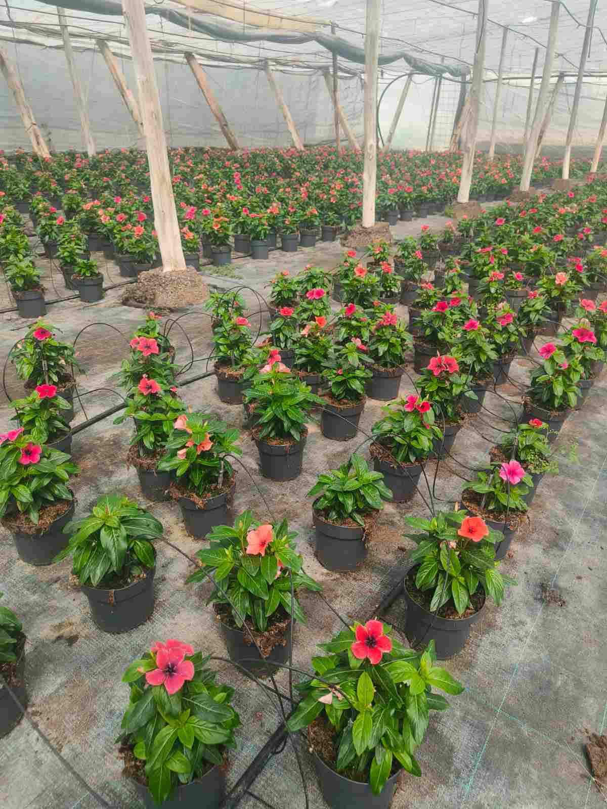 VINCA C 14 MIX