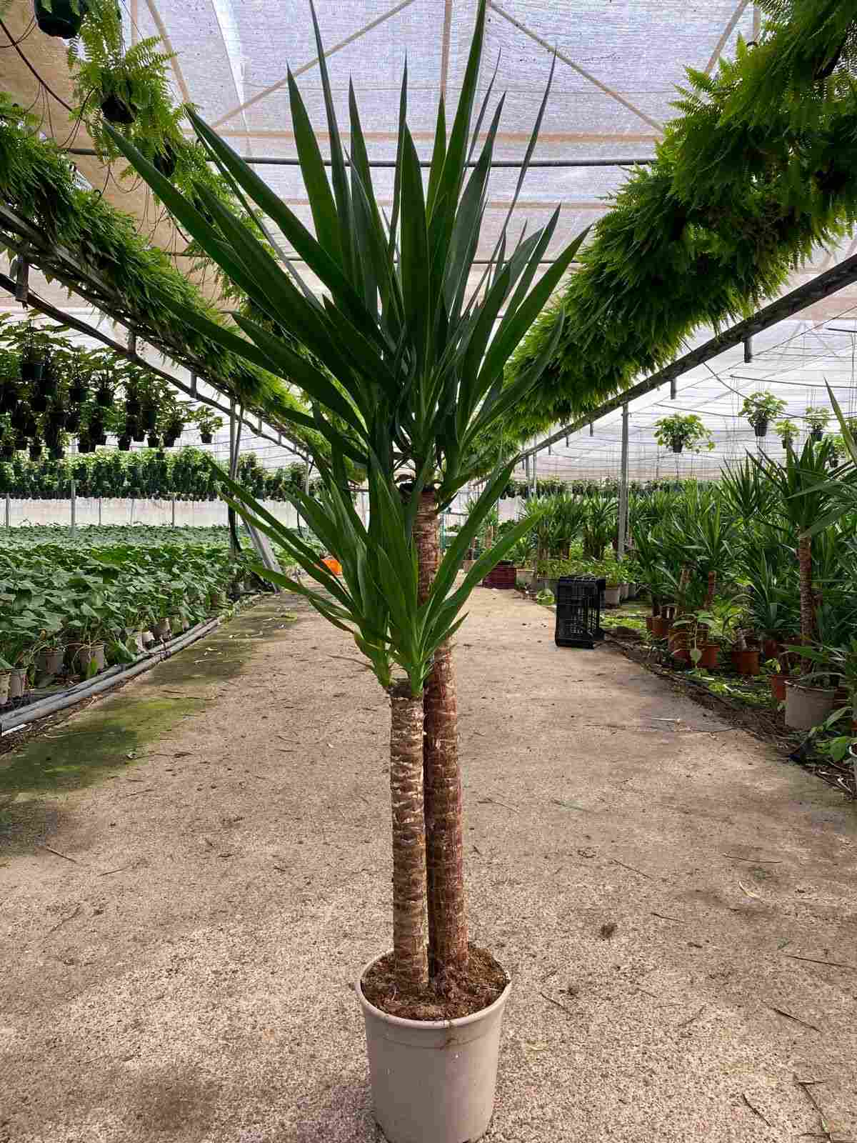YUCCA C 22 90.60 CM