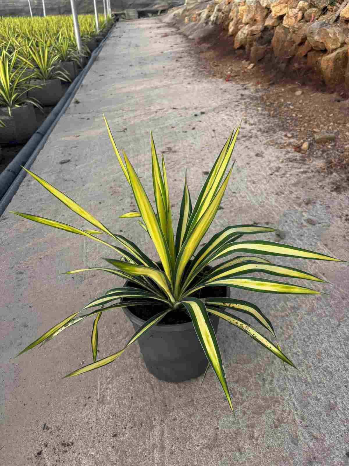 YUCCA FILAMENTOSA COLOR GUARD C 20