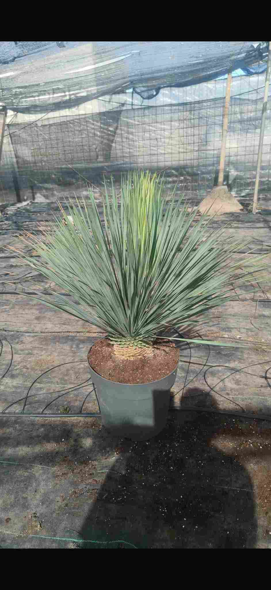 YUCCA ROSTATA C 40