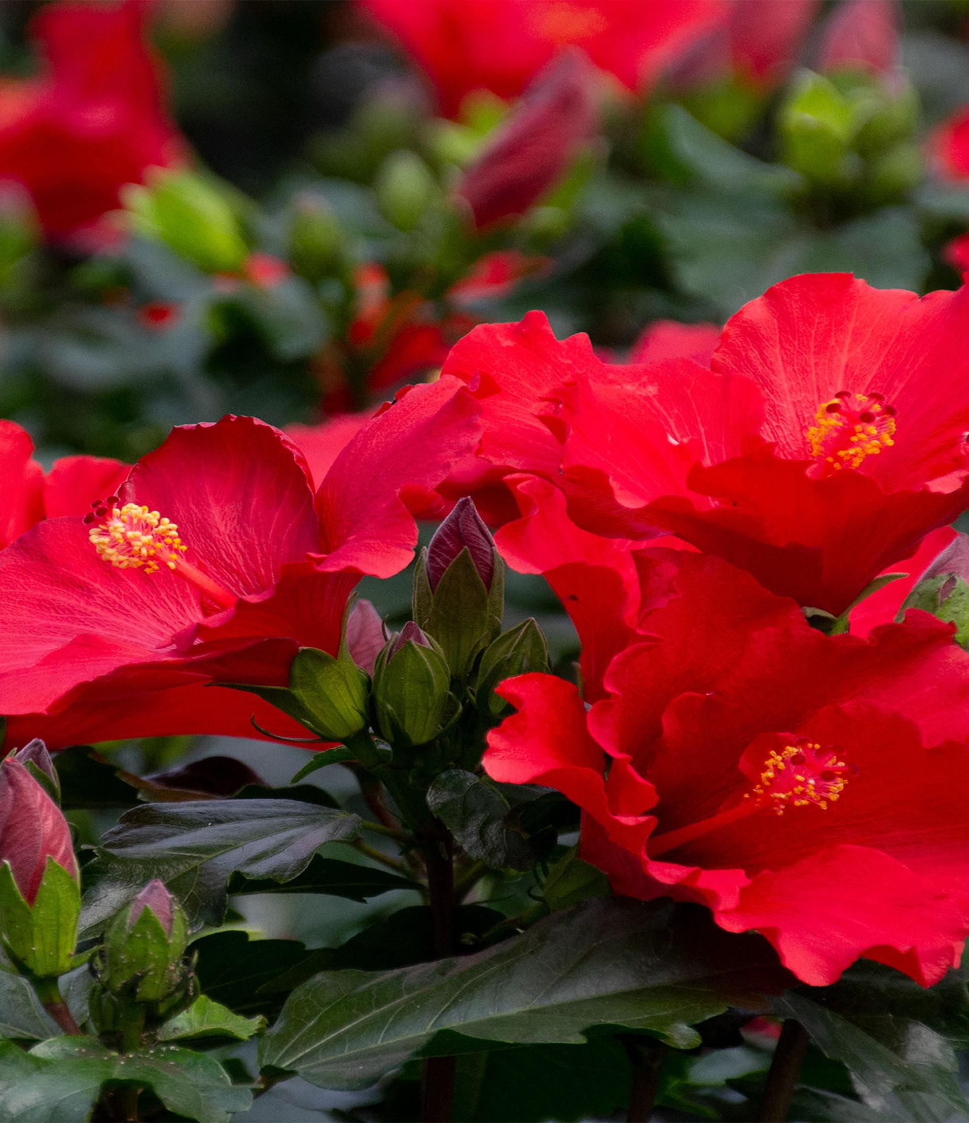 Empresa con más de 40 años de experiencia especializada en la producción y distribución de plantas ornamentales en Almería.